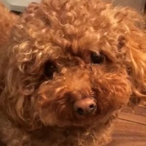 Meet your Posher, Mimi